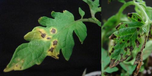 Protect Greenhouse Tomato Transplants From Bacterial Spot Vegetables